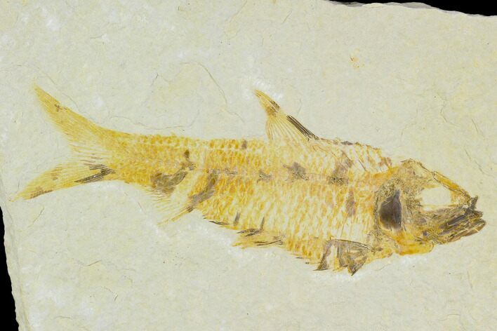Detailed Fossil Fish (Knightia) - Wyoming #120496